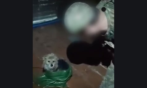 Собака, яку українські бійці евакуювали дроном з позиції