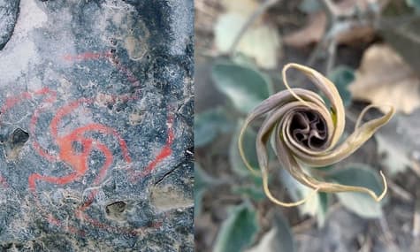 В пещере Калифорнии нашли изображения и остатки дурмана. Это первые доказательства употребления галлюциногенов индейцами