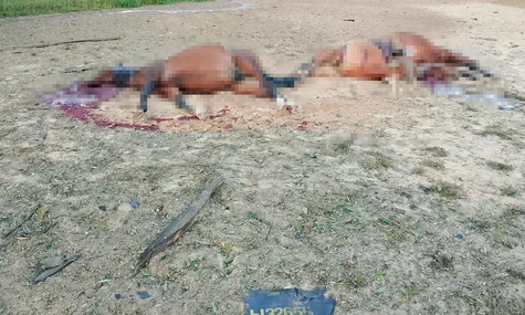 Russian Shaheds killed horses in Kyiv Oblast