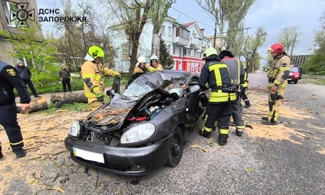 Автівка, на яку впало дерево