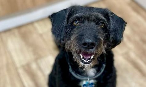 В Іспанії десятки волонтерів шукають собаку, який загубився після смертельної аварії потяга. Долучилися й соцмережі