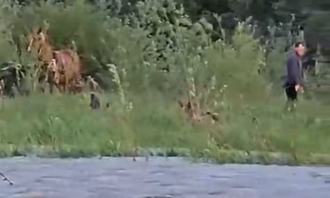 На Прикарпатті чоловік із конем застряг на острівці посеред річки. Його рятували надзвичайники
