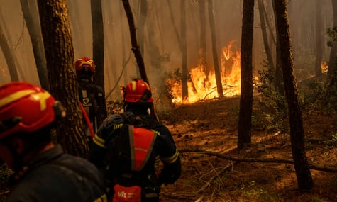 У Греції спалахнули масштабні лісові пожежі. Їх важко загасити через сильний вітер
