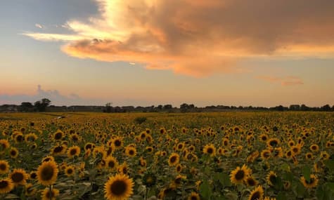 В США фермер решил сделать людей счастливыми и вместо клубники и тыкв посадил 2 млн подсолнухов