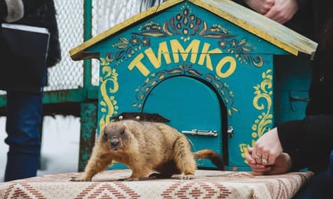 Харківський бабак Тимко Третій передбачив пізню весну