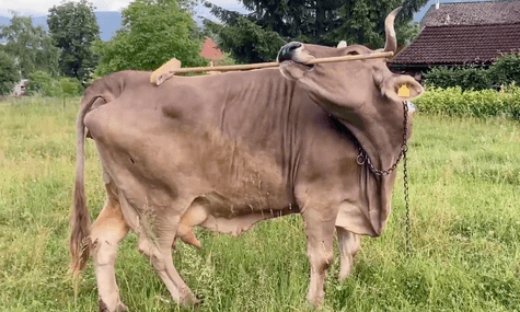 Австрійська корова показала досі невідому навичку чухатися за допомогою щітки, змусивши вчених переосмислити її інтелект