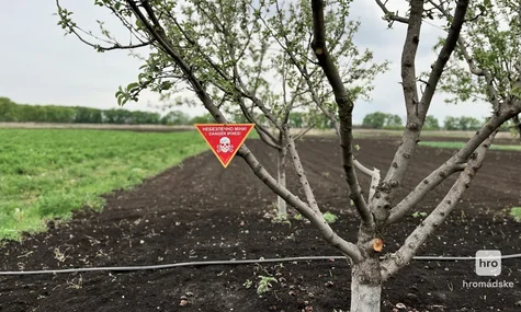 На Херсонщині чоловік підірвався на вибухівці, коли пас худобу