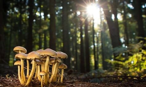 На Харківщині на грибників впало дерево, одна людина загинула