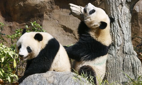 Японія вперше за 50 років залишиться без панд: усе через погіршення відносин з Китаєм
