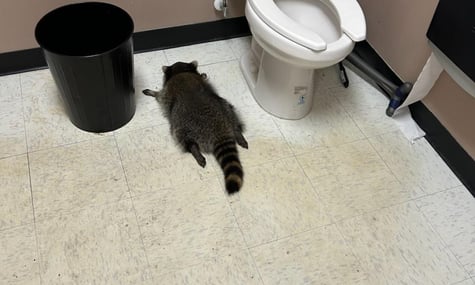 У США п'яного єнота, якого знайшли в магазині після Дня подяки, вважають рецидивістом