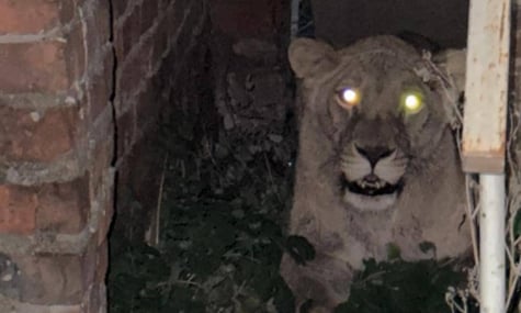 У Хмельницькому знайшли другу левицю, яка втекла з реабілітаційного центру