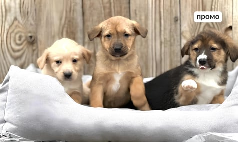 Як звучить тепло: Happy Paw i EVA створили ASMR-плейліст, щоб розповісти про допомогу тваринам у притулках