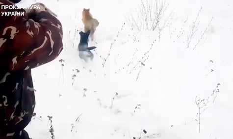 На Харківщині блогера підозрюють у тому, що він нацьковував свого мисливського пса на лисиць заради переглядів