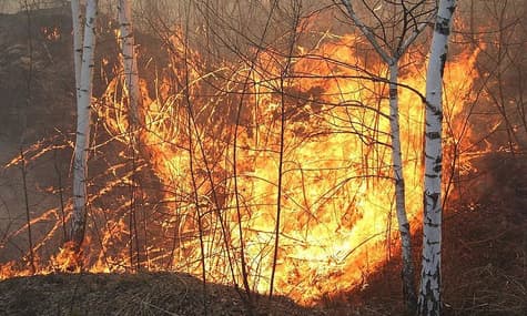 В Житомирской области сообщили о новом «угрожающем» пожаре