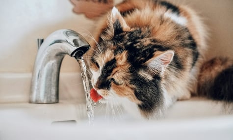 Guardian: По всій Європі від Іспанії до України скорочуються запаси прісної води через зміни клімату