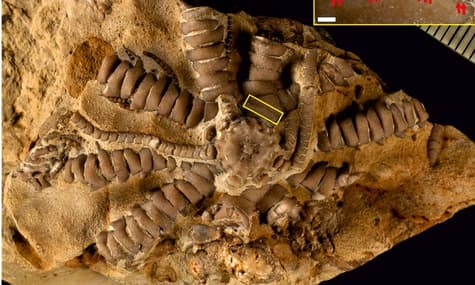 На честь Зеленського назвали новий вид давніх морських істот