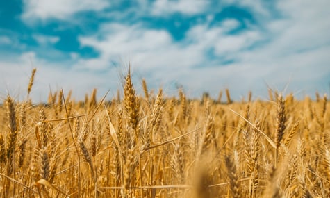 ЄС повернув тарифні квоти на сільськогосподарську продукцію з України