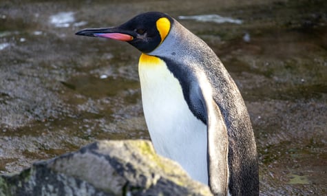 Імператорський пінгвін в Единбурзькому зоопарку Імператорський пінгвін в Единбурзькому зоопарку