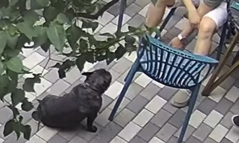 У pet-friendly кафе Кременчука чоловік побив свого собаку. Тепер він переховується