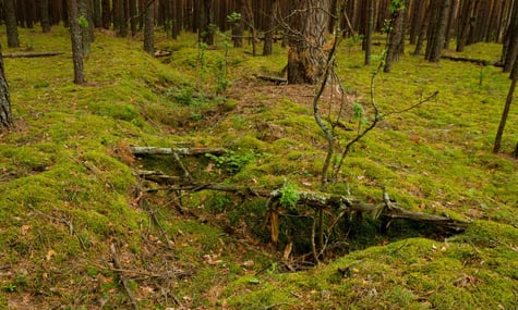 У Чорнобильській зоні знайшли окопи часів Другої світової війни. Тепер там живуть тварини