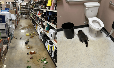 У США знайшли сплячого п'яного єнота на підлозі магазину алкогольних напоїв