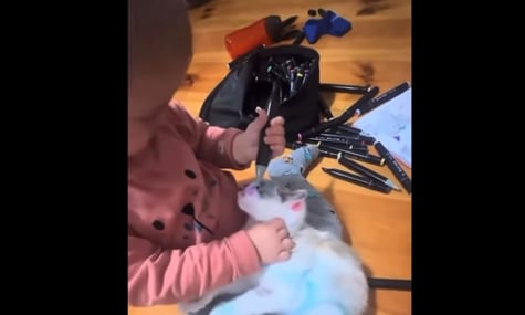 Суд на Львівщині конфіскував кошеня, яке дитина розмалювала фломастерами — зоозахисниця