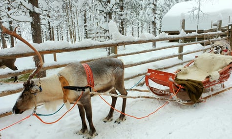 «Тепер вони полюють на людей в Україні». У Фінляндії пов’язують війну в Україні зі зростанням нападів вовків на туристичних оленів