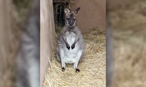 Кенгуру, якого рятувальники ловили в Чехії на Різдво
