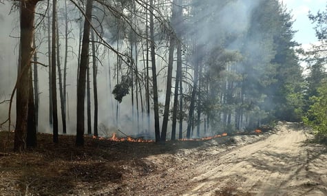 На Харківщині евакуюють жителів через лісову пожежу: детонують боєприпаси, залишені окупантами
