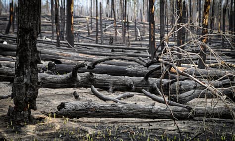 Chernobyl Zone After Huge Blaze (VIDEO)