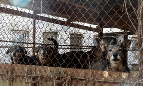 Meet the People Saving and Caring for Stray Animals in Ukraine