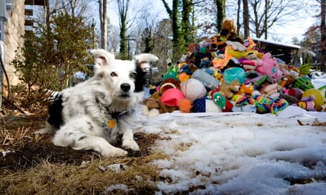 В США умер «самый умный в мире» пес