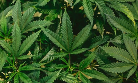 У Боснії дозволили канабіс у медичних цілях