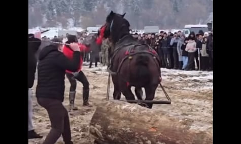 Зоозахисники обурені поводженням із тваринами на кінному фестивалі Прикарпаття. За справу взялася поліція