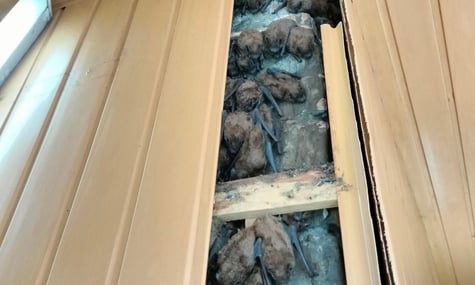 Понад 900 кажанів кілька років зимували в обшивці балкона квартири у Харкові