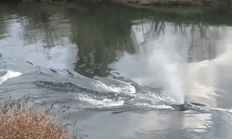 Сірий кит, який заплив у річку Віллапа 1 квітня Сірий кит, який заплив у річку Віллапа 1 квітня