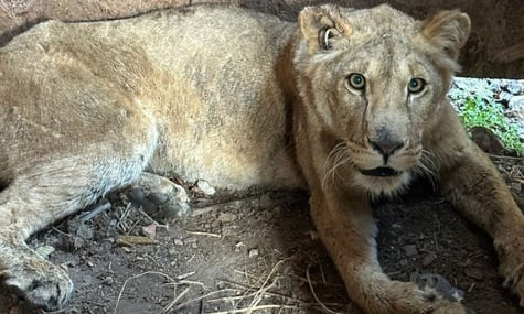 Власника притулку в Хмельницькому, з якого втекли левиці, підозрюють у жорстокому поводженні з тваринами