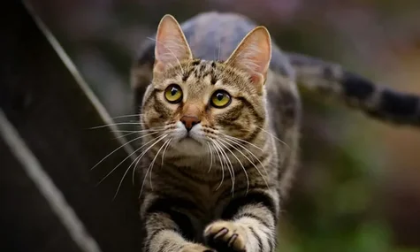 У Львові від сказу померла жінка, яку вкусило кошеня