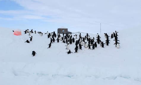Ukrainians in Antarctica Study Whales and Climate Change, Earn From Krill and Tourism