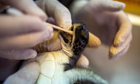 В Израиле используют интересный способ спасения черепах от последствий разлива мазута — их кормят майонезом