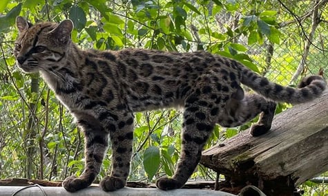 Новий вид котячих, який називають Leopardus tilcayo