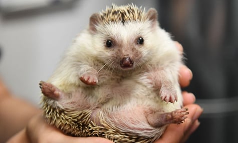 Ілюстративне фото