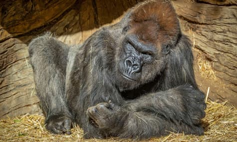 В американском зоопарке коронавирусом заразились гориллы. Похоже, это первый случай в мире