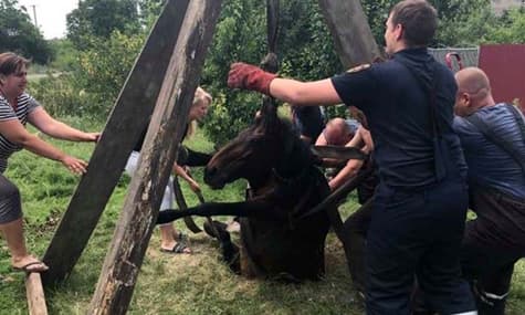 У Кривому Розі рятувальники визволили жеребну кобилицю, яка впала у колодязь