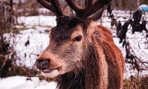 Суд на рік забрав права у водійки, яка збила оленя Бориса на Рівненщині