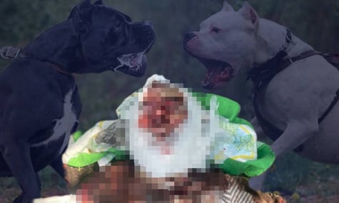 У Борисполі дві собаки на смерть загризли жінку. Власницю затримали