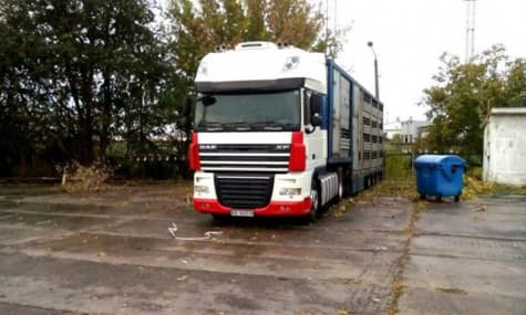 У порту біля Одеси у вантажівці помирають близько 300 овець — зоозахисники