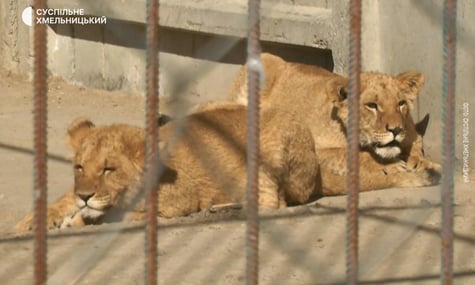 У Хмельницькому дві левиці втекли з реабілітаційного центру. Одну з них досі шукають