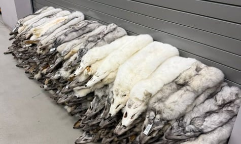 Песець на 400 тисяч грн. У рейсовому автобусі з Польщі в Україну хотіли провезти 120 незадекларованих шкурок