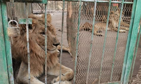 В одном из парков Судана уже несколько недель голодают львы: в сети развернули кампанию по их спасению